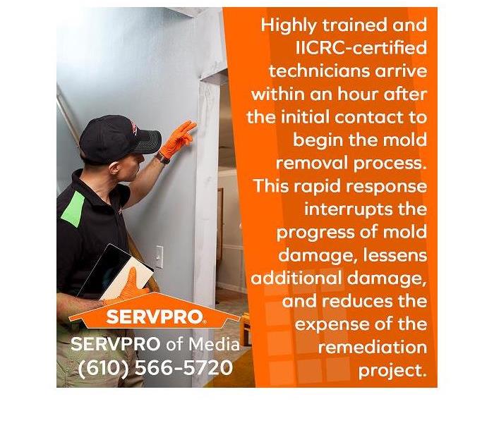 SERVPRO expert examining a wall for mold damage